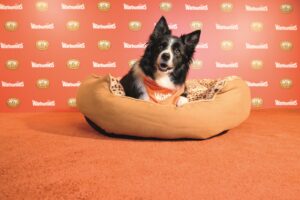 Warburtons CrumPET Beds